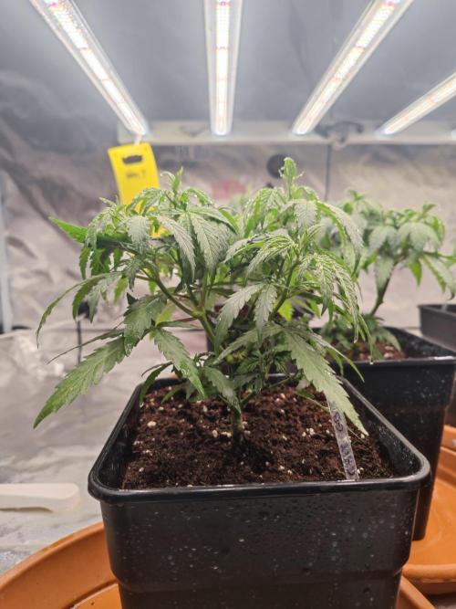 14/14 Kritical GB FEM "GB STRAINS". Week 8