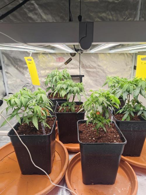 14/14 Oreoz FEM "GB SEEDS". Week 8