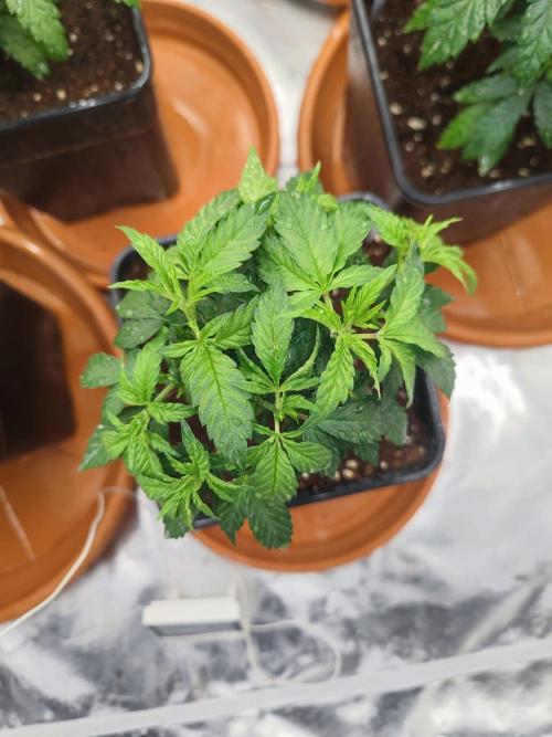 14/14 Oreoz FEM "GB SEEDS". Week 8