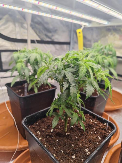 14/14 Oreoz FEM "GB SEEDS". Week 8