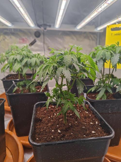 14/14 Oreoz FEM "GB SEEDS". Week 8