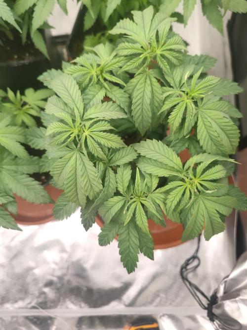 14/14 CRITICAL FEM "GB STRAINS". Week 9