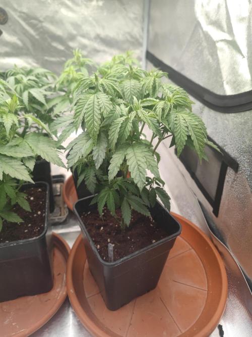 14/14 CRITICAL FEM "GB STRAINS". Week 9