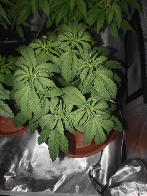 14/14 CRITICAL FEM "GB STRAINS". Week 9