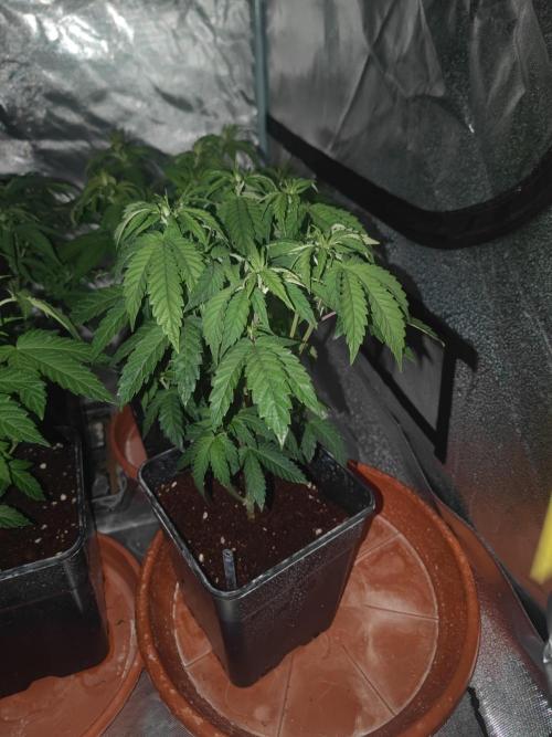 14/14 CRITICAL FEM "GB STRAINS". Week 9