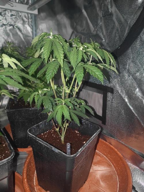 14/14 CRITICAL FEM "GB STRAINS". Week 9