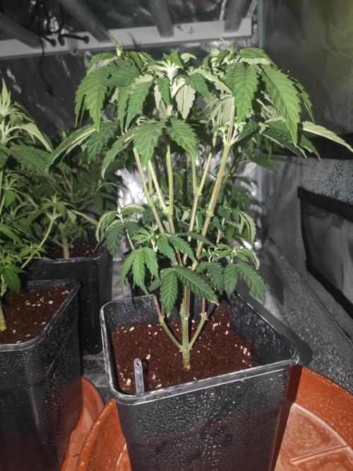 14/14 CRITICAL FEM "GB STRAINS". Week 9