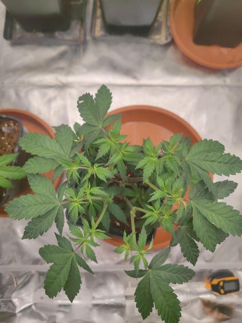 14/14 CRITICAL FEM "GB STRAINS". Week 9