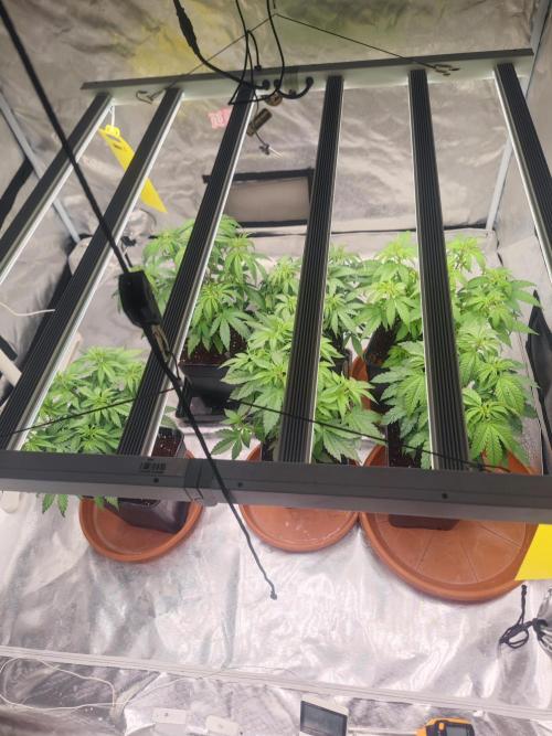 14/14 CRITICAL FEM "GB STRAINS". Week 9