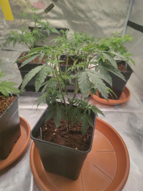 14/14 CRITICAL FEM "GB STRAINS". Week 9