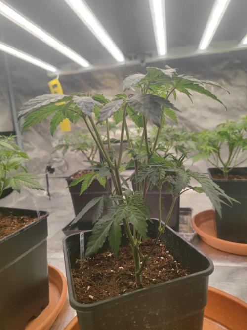 14/14 CRITICAL FEM "GB STRAINS". Week 9