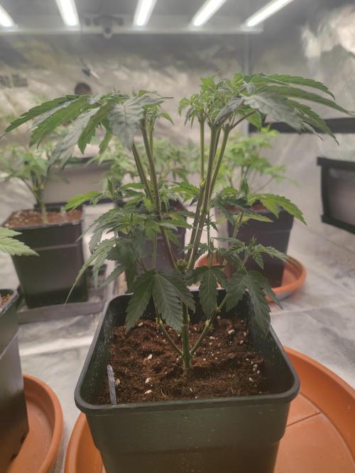 14/14 CRITICAL FEM "GB STRAINS". Week 9