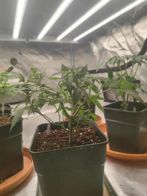 14/14 Oreoz FEM "GB SEEDS". Week 9