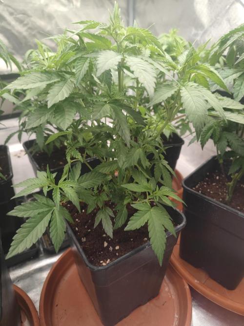 14/14 Oreoz FEM "GB SEEDS". Week 9