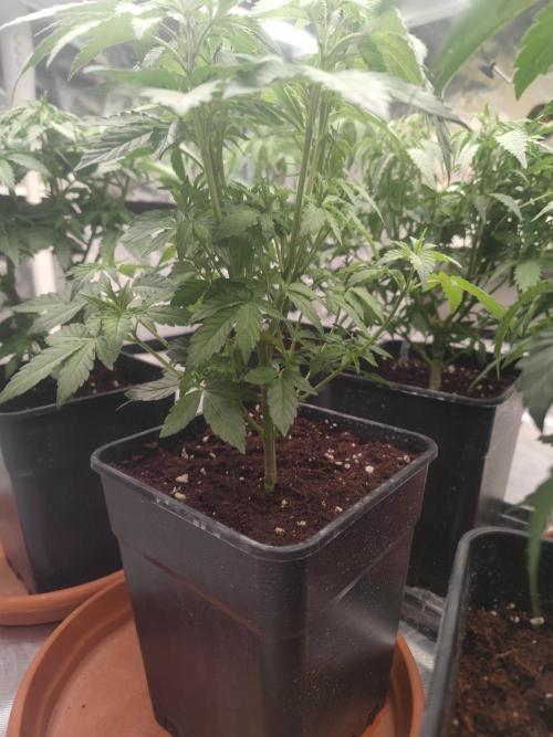 14/14 Oreoz FEM "GB SEEDS". Week 9