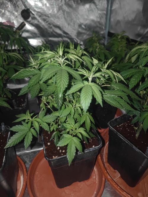 14/14 Oreoz FEM "GB SEEDS". Week 9