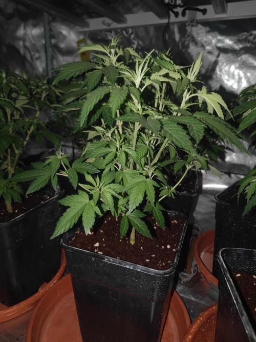 14/14 Oreoz FEM "GB SEEDS". Week 9
