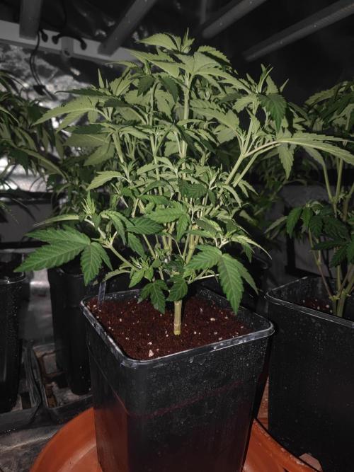 14/14 Oreoz FEM "GB SEEDS". Week 9