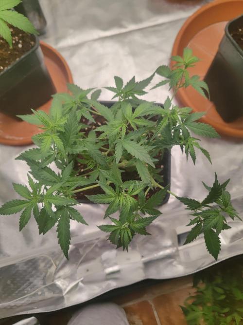 14/14 Oreoz FEM "GB SEEDS". Week 9