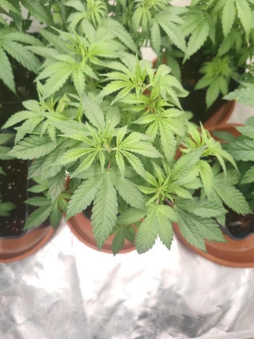 14/14 Oreoz FEM "GB SEEDS". Week 9