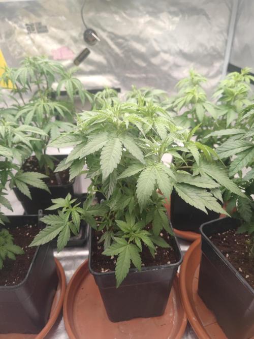 14/14 Oreoz FEM "GB SEEDS". Week 9