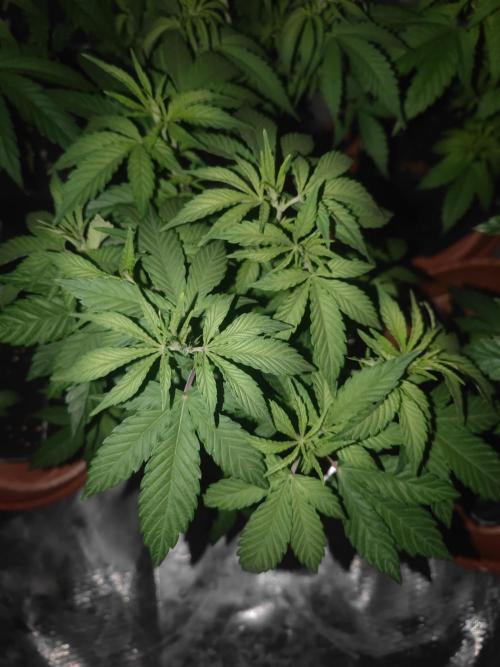 14/14 Oreoz FEM "GB SEEDS". Week 9