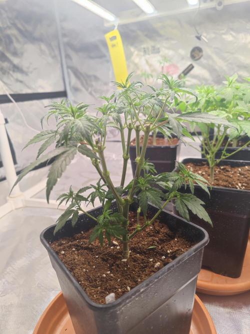 ♂️ Hash Plant REG Sensi Seeds Macho. Week 9