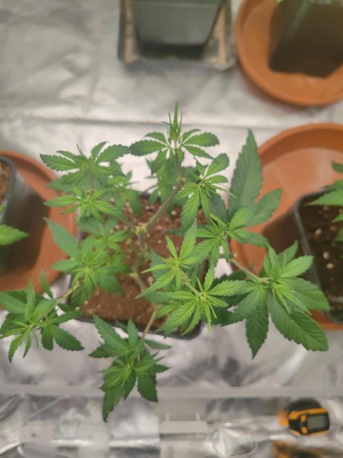 ♂️ Hash Plant REG Sensi Seeds Macho. Week 9