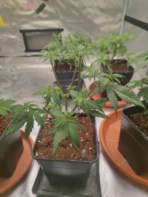 ♂️ Hash Plant REG Sensi Seeds Macho. Week 9