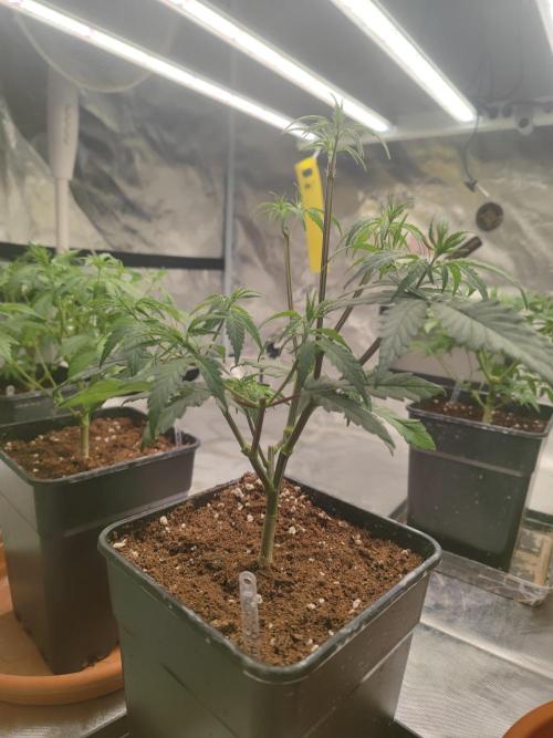 ♂️ Hash Plant REG Sensi Seeds Macho. Week 9