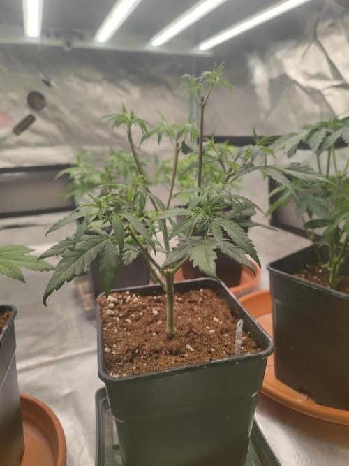 ♂️ Hash Plant REG Sensi Seeds Macho. Week 9
