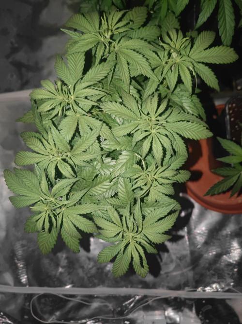 ♂️ Hash Plant REG Sensi Seeds Macho. Week 9