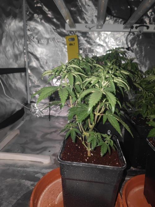 ♂️ Hash Plant REG Sensi Seeds Macho. Week 9