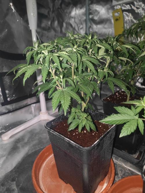 ♂️ Hash Plant REG Sensi Seeds Macho. Week 9