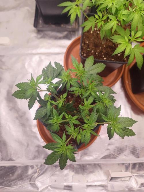 ♂️ Hash Plant REG Sensi Seeds Macho. Week 9
