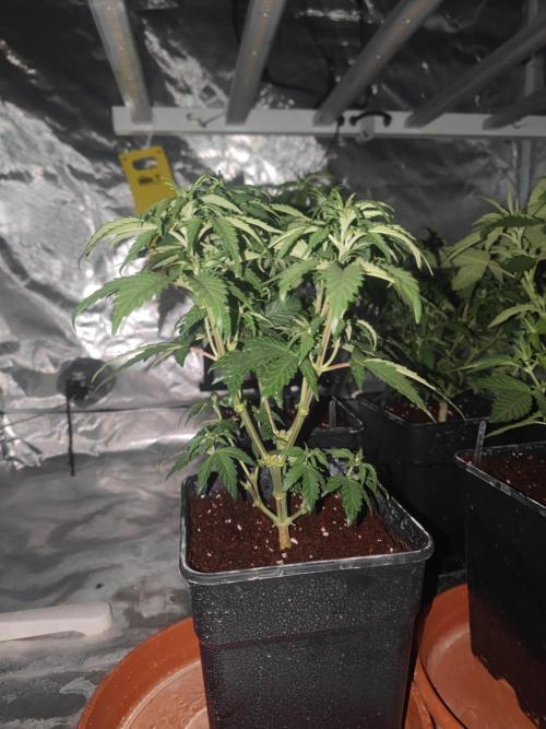 ♂️ Hash Plant REG Sensi Seeds Macho. Week 9