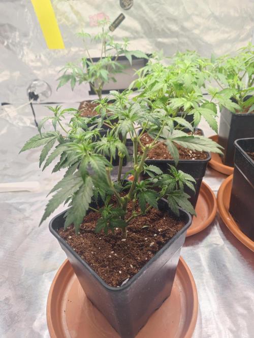 ♂️ Hash Plant REG Sensi Seeds Macho. Week 9