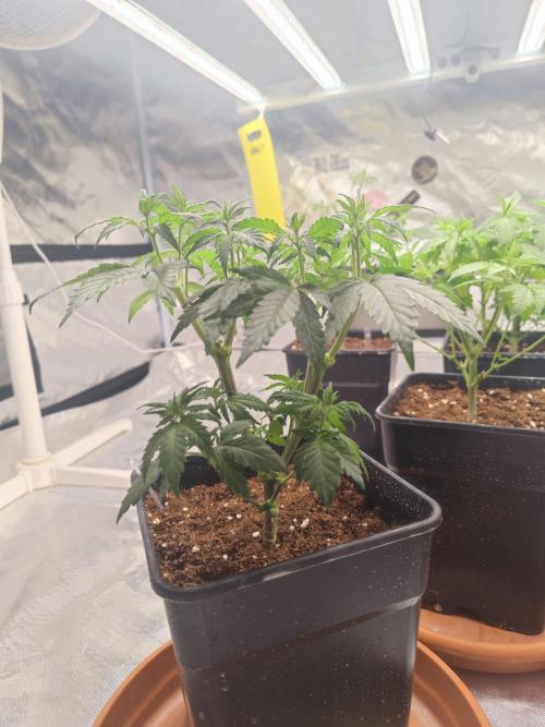 ♂️ Hash Plant REG Sensi Seeds Macho. Week 9