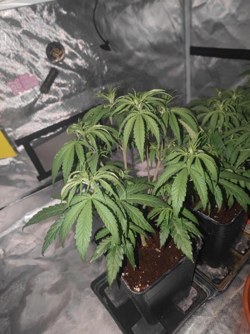 14/14 Kritical GB FEM "GB STRAINS". Week 9
