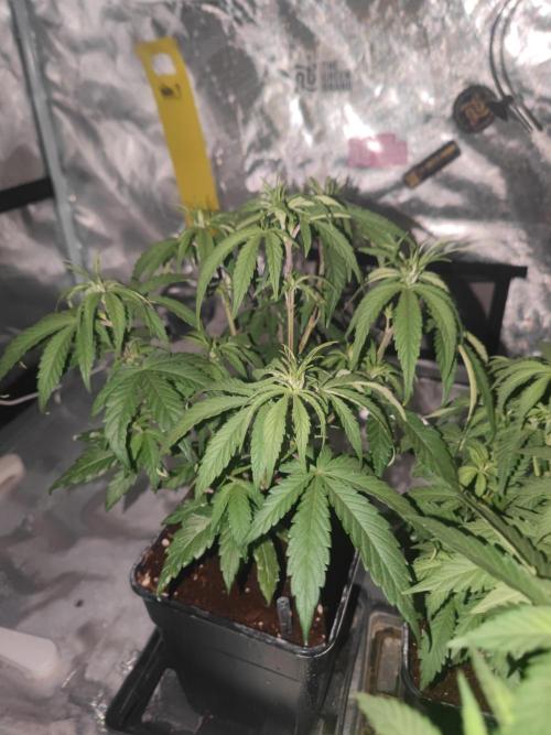 14/14 Kritical GB FEM "GB STRAINS". Week 9