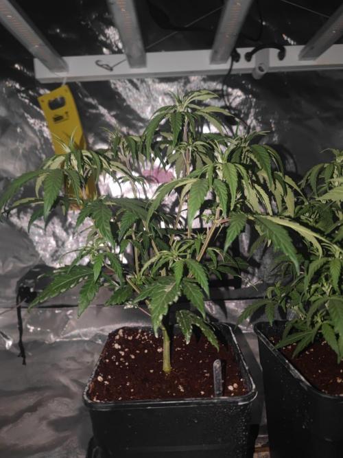 14/14 Kritical GB FEM "GB STRAINS". Week 9
