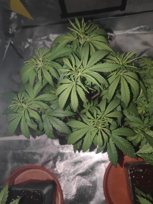 14/14 Kritical GB FEM "GB STRAINS". Week 9