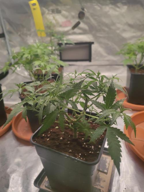 14/14 Kritical GB FEM "GB STRAINS". Week 9