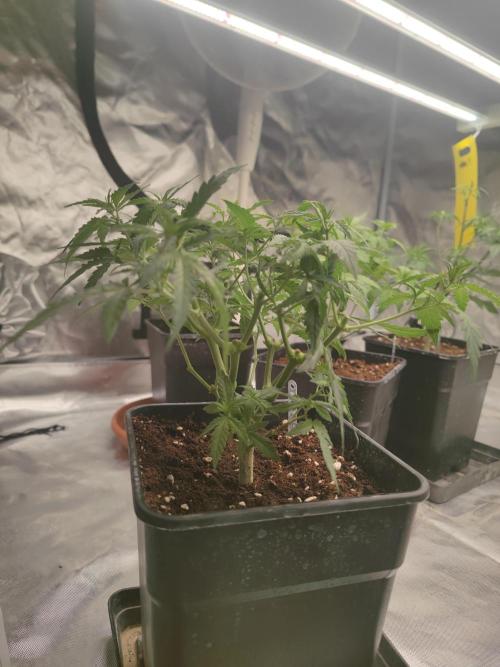 14/14 Kritical GB FEM "GB STRAINS". Week 9