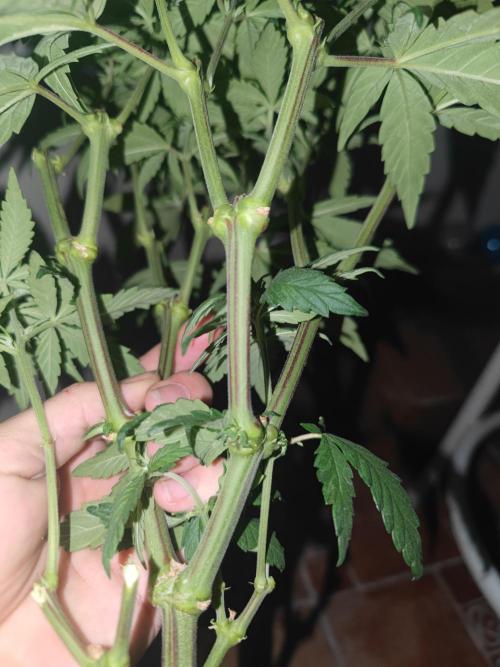 ♂️ Hash Plant REG Sensi Seeds Macho. Week 10