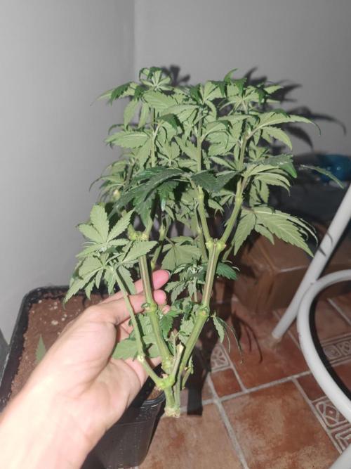 ♂️ Hash Plant REG Sensi Seeds Macho. Week 10