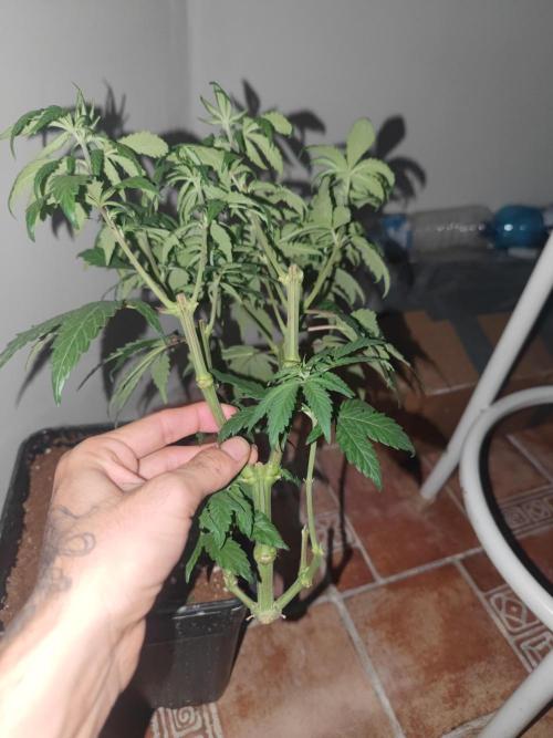 ♂️ Hash Plant REG Sensi Seeds Macho. Week 10