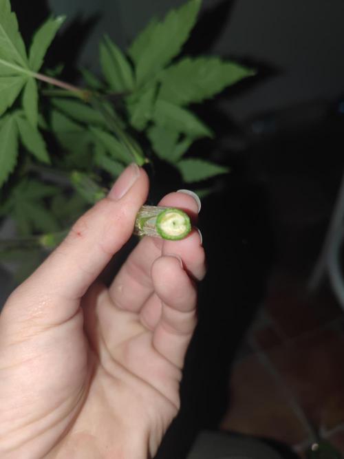 ♂️ Hash Plant REG Sensi Seeds Macho. Week 10