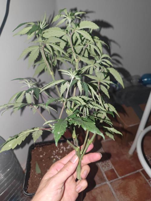 ♂️ Hash Plant REG Sensi Seeds Macho. Week 10