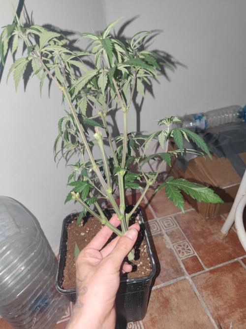 ♂️ Hash Plant REG Sensi Seeds Macho. Week 10